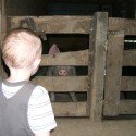 Ace Checking Out The Pig Ace Checking Out The Pig