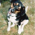 R.I.P. Buddy R.I.P. Buddy