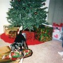 Buddy Enjoying Christmas Buddy Enjoying Christmas