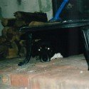 Buddy Loved To Lay By The Fireplace Buddy Loved To Lay By The Fireplace