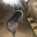 The Pig The Pig