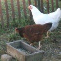 Circle S Farms - Chickens Circle S Farms - Chickens