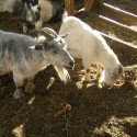 Circle S Farms - Goats Circle S Farms - Goats