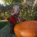 Circle S Farms - Pumpkin Circle S Farms - Pumpkin