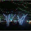 Tree Lights Tree Lights