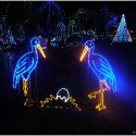 Pelican Lights Pelican Lights