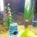Ace Watching The Fish Ace Watching The Fish