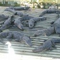 Gators Galore Gators Galore