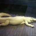Leucistic Alligator Leucistic Alligator