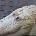 Leucistic Alligator With Blue Eyes Leucistic Alligator With Blue Eyes