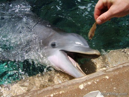 Sea World - Feeding The Dolphins