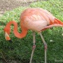 Sea World - Flamingo Sea World - Flamingo
