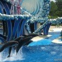 Sea World - The Dolphin Show Sea World - The Dolphin Show