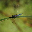 A Dragon Fly A Dragon Fly