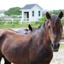 Outer Banks Wild Horses Outer Banks Wild Horses