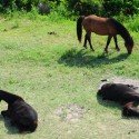 Outer Banks Wild Horses Sleeping Outer Banks Wild Horses Sleeping