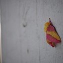 Pink and Yellow Moth Pink and Yellow Moth