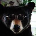 The Cool Bear The Cool Bear