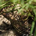The Lizard The Lizard