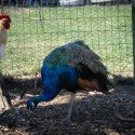 A Rooster and a PeaCock