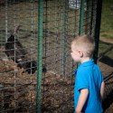 Ace Checking Out The Turkeys