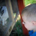 Looking At The Bunnies