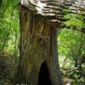 The Volcano Tree